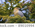 Pine grosbeak ♀ (Horonobe Town) 89010994