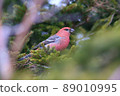 Pine grosbeak ♂ (Horonobe Town) 89010995