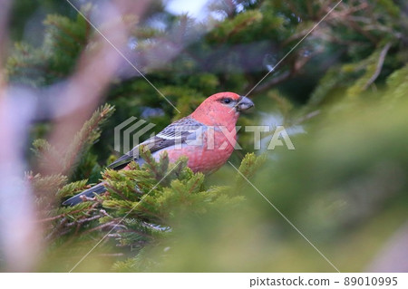 Pine grosbeak ♂ (Horonobe Town) 89010995