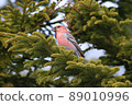 Pine grosbeak ♂ (Horonobe Town) 89010996