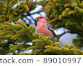 Pine grosbeak ♂ (Horonobe Town) 89010997