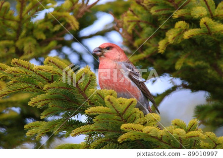 Pine grosbeak ♂ (Horonobe Town) 89010997