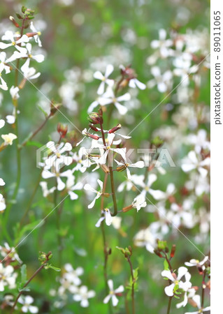 Arugula flowers 89011065