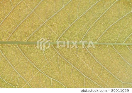 Young leaves and veins of double cherry blossoms Young leaves and veins of double cherry blossoms 89011069