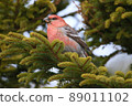 Pine grosbeak ♂ (Horonobe Town) 89011102