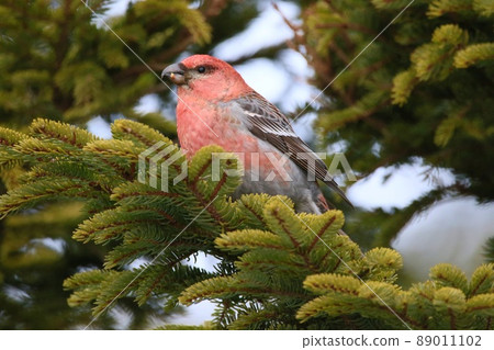 Pine grosbeak ♂ (Horonobe Town) 89011102