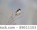 Stonechat ♂（美深町） 89011103