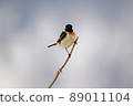 Stonechat ♂（美深町） 89011104