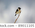 Stonechat ♂（美深町） 89011105