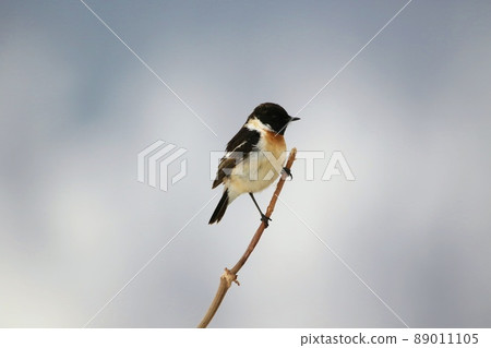 Stonechat ♂（美深町） 89011105