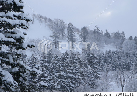 白雪覆蓋的針葉山（法部町） 89011111