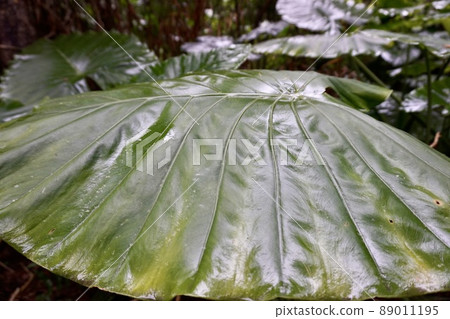 Miyakojima, Okinawa Prefecture Early morning forest plant Alocasia Miyakojima, Okinawa Prefecture Early morning forest plant Alocasia 89011195