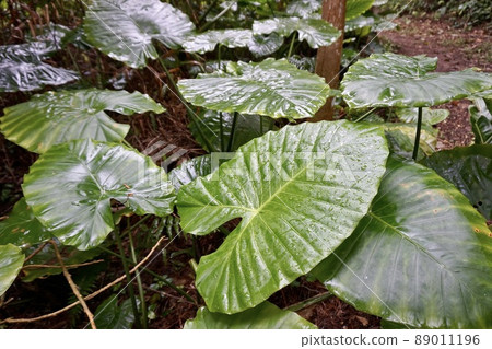 Miyakojima, Okinawa Prefecture Early morning forest plant Alocasia Miyakojima, Okinawa Prefecture Early morning forest plant Alocasia 89011196