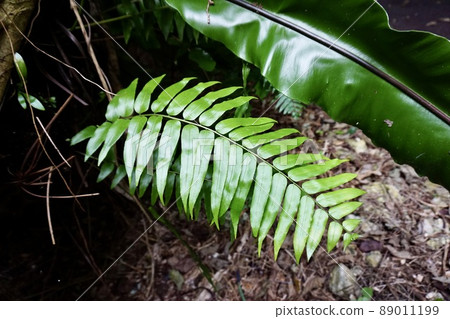 Miyakojima, Okinawa Prefecture Early morning forest plant fern Miyakojima, Okinawa Prefecture Early morning forest plant fern 89011199