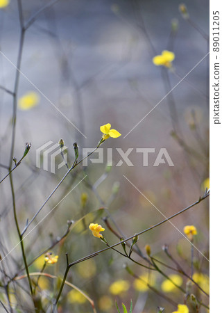Small yellow flower of the Australian native herb Goodenia dimorpha, family Goodeniaceae. Endemic to wet heath and swampy ground on sandstone plateaus, in Sydney region, NSW. Var angustifolia Small yellow flower of the Australian native herb Goodenia dimorpha, family Goodeniaceae. Endemic to wet heath and swampy ground on sandstone plateaus, in Sydney region, NSW. Var angustifolia 89011205