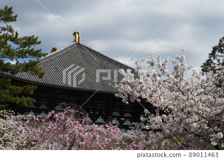 奈良東大寺櫻 奈良東大寺櫻 89011463