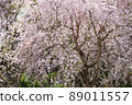 燦爛的櫻花 89011557