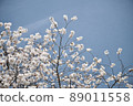 溫柔的櫻花 89011558