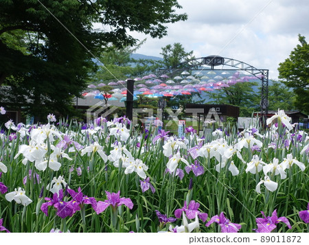 Iris in full bloom Ayame Nagai Ayame Park 89011872