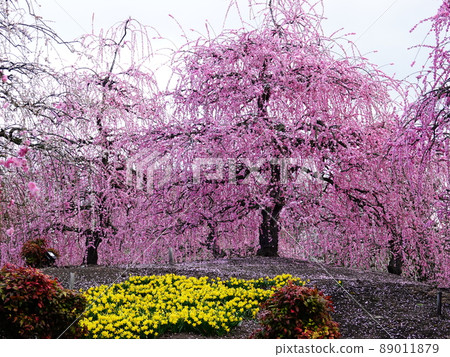 盛開的“垂梅”園景 盛開的“垂梅”園景 89011879