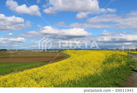 Yellow rape blossom road, spring Watarase scenery 89011941