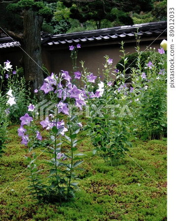 Kikyo of Tofukuji Temple Tentokuin, Kyoto Kikyo of Tofukuji Temple Tentokuin, Kyoto 89012033