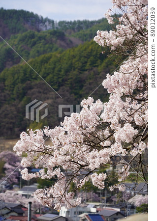 Shinshu Nagano, Takato Castle Ruins Sakura Festival, Japan's Three Great Cherry Blossom Spots, Takato's Small Higan Sakura is the first cherry blossom in the world. Shinshu Nagano, Takato Castle Ruins Sakura Festival, Japan's Three Great Cherry Blossom Spots, Takato's Small Higan Sakura is the first cherry blossom in the world. 89012039