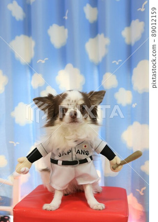 Chihuahua in a baseball uniform 89012159