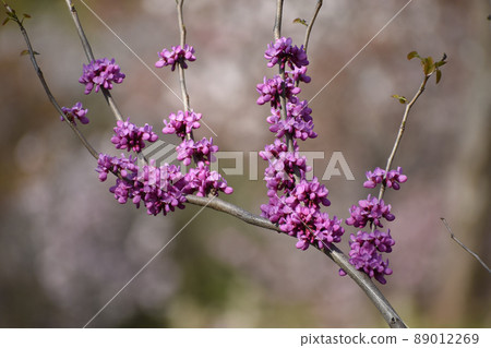 Hana's flower Hana's flower 89012269