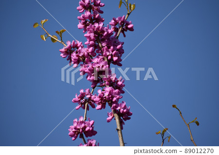 Hana's flower Hana's flower 89012270