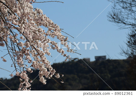 山頂可以看到藍天和寺廟建築，山體模糊，淡粉色的花瓣在哭泣。 89012361