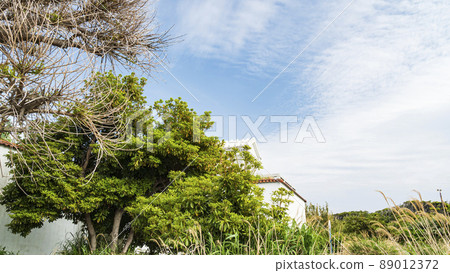 Jogashima Lighthouse Jogashima Lighthouse 89012372