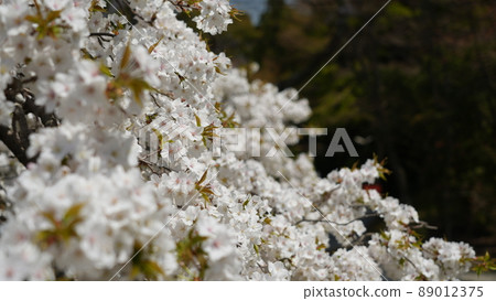 Cherry Blossoms Cherry Blossoms 89012375