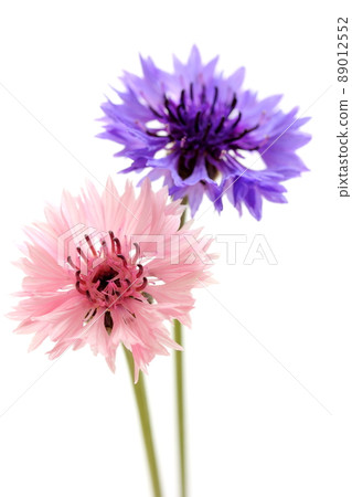 Yakkermuthau Yakkermuthau 89012552