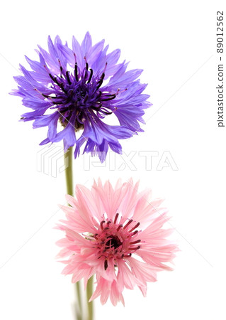 Yakkermuthau 89012562