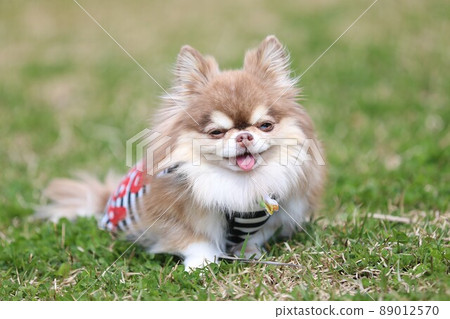 A cute chihuahua with a smile A cute chihuahua with a smile 89012570