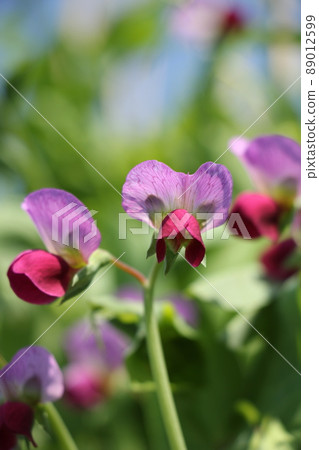 Flowers of Sayaendo Flowers of Sayaendo 89012599