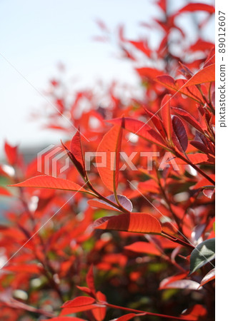 日本石楠新葉 89012607