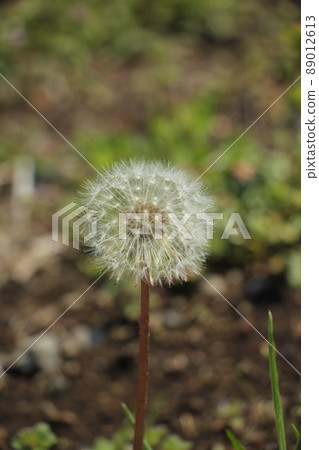 Dandelion's fluff Dandelion's fluff 89012613