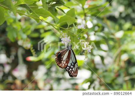 Taiwan Forsythia and Chestnut tiger Taiwan Forsythia and Chestnut tiger 89012664