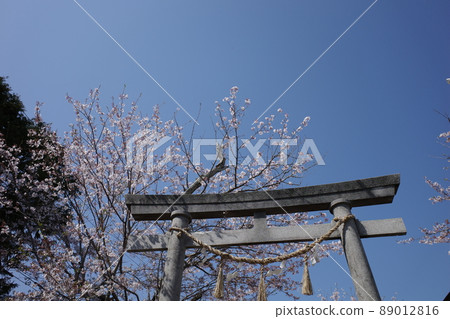 千葉縣南房總市八幡神社的石牌坊和櫻花在藍天中熠熠生輝 千葉縣南房總市八幡神社的石牌坊和櫻花在藍天中熠熠生輝 89012816