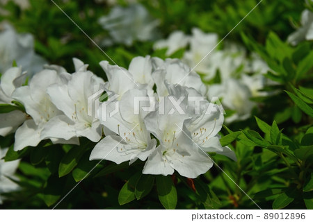 White azalea in full bloom 89012896