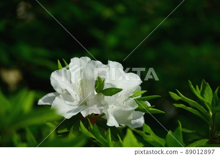 White azalea in full bloom 89012897