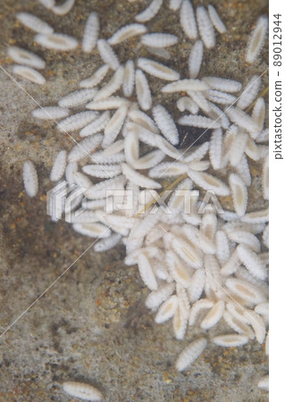 蛆，一種癭蚊 89012944