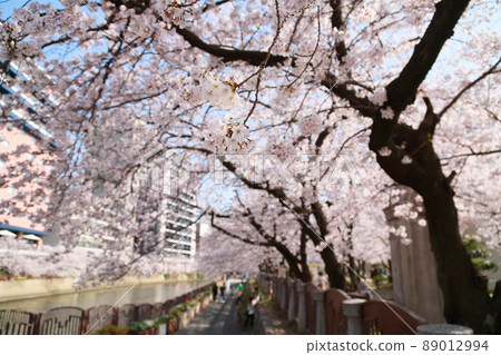 一排盛開的櫻花樹在藍天上閃耀（福岡中川） 89012994