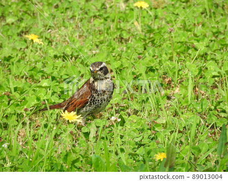 Flycatcher bird "Thrush" that often descends to the ground Flycatcher bird "Thrush" that often descends to the ground 89013004