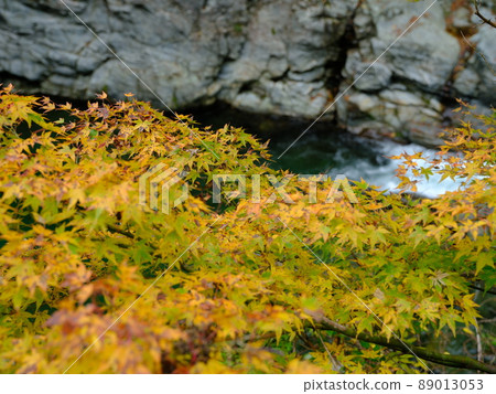 Autumn leaves and clear stream Matsuo River Autumn leaves and clear stream Matsuo River 89013053