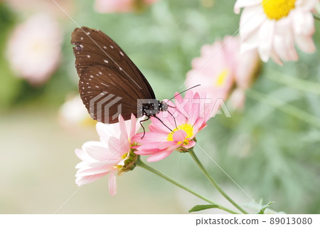 Tsumura Maki Madara 89013080