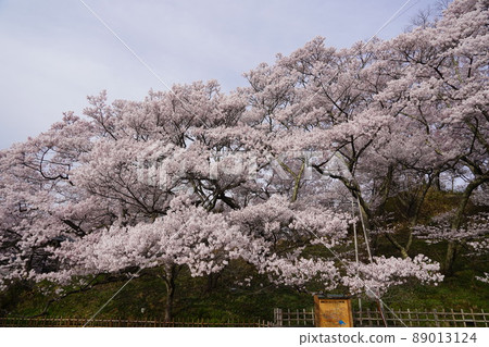 Shinshu Nagano, Takato Castle Ruins Sakura Festival, Japan's Three Great Cherry Blossom Spots, Takato's Small Higan Sakura is the first cherry blossom in the world. Shinshu Nagano, Takato Castle Ruins Sakura Festival, Japan's Three Great Cherry Blossom Spots, Takato's Small Higan Sakura is the first cherry blossom in the world. 89013124