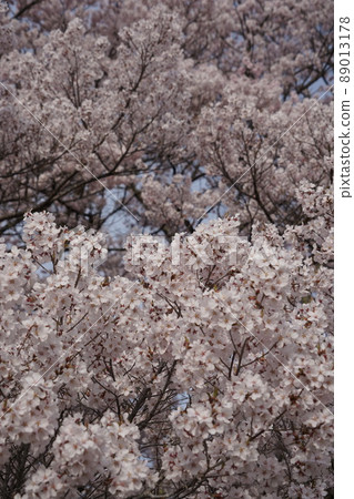 Shinshu Nagano, Takato Castle Ruins Sakura Festival, Japan's Three Great Cherry Blossom Spots, Takato's Small Higan Sakura is the first cherry blossom in the world. Shinshu Nagano, Takato Castle Ruins Sakura Festival, Japan's Three Great Cherry Blossom Spots, Takato's Small Higan Sakura is the first cherry blossom in the world. 89013178